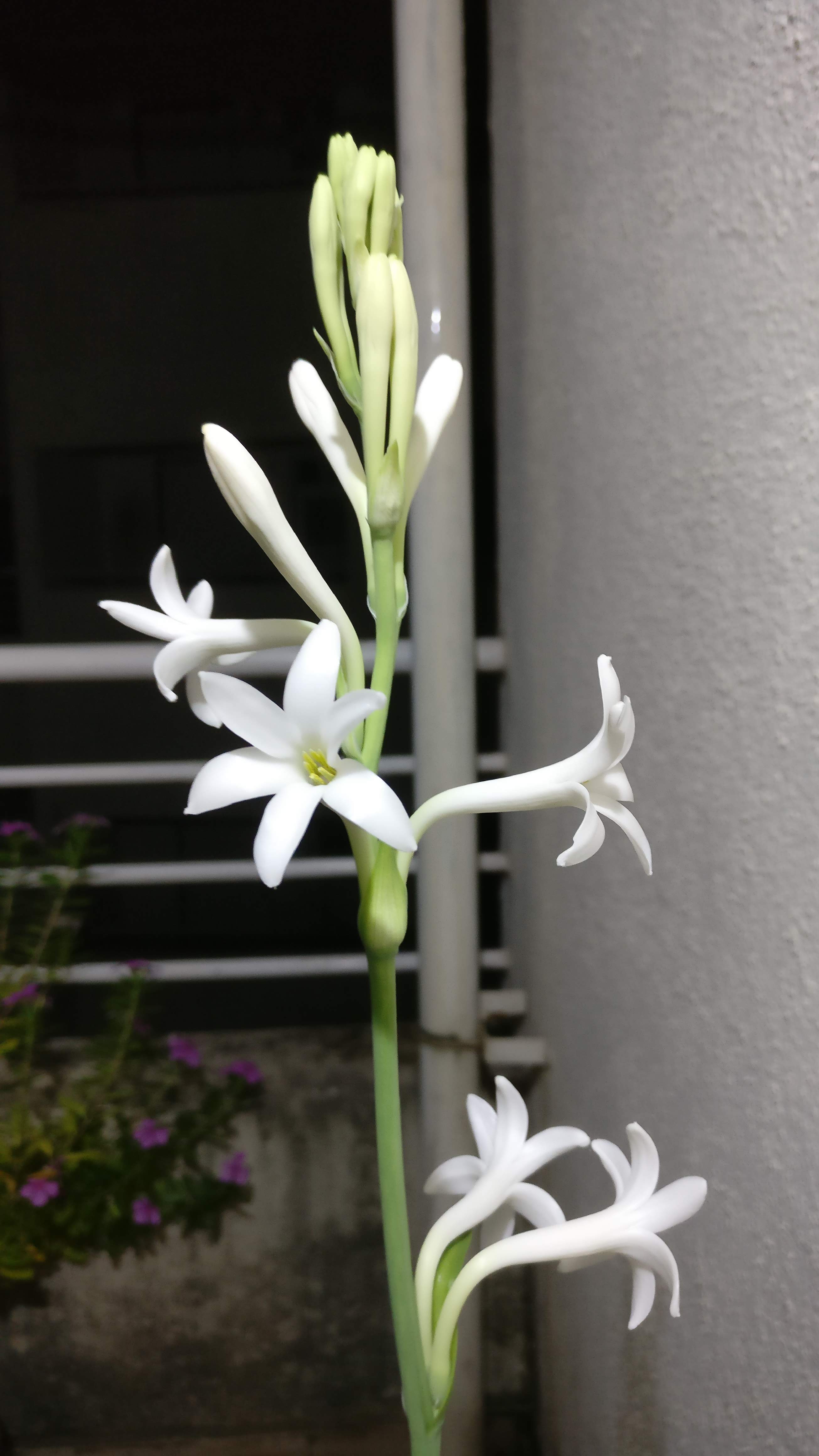 Home Gardening 10