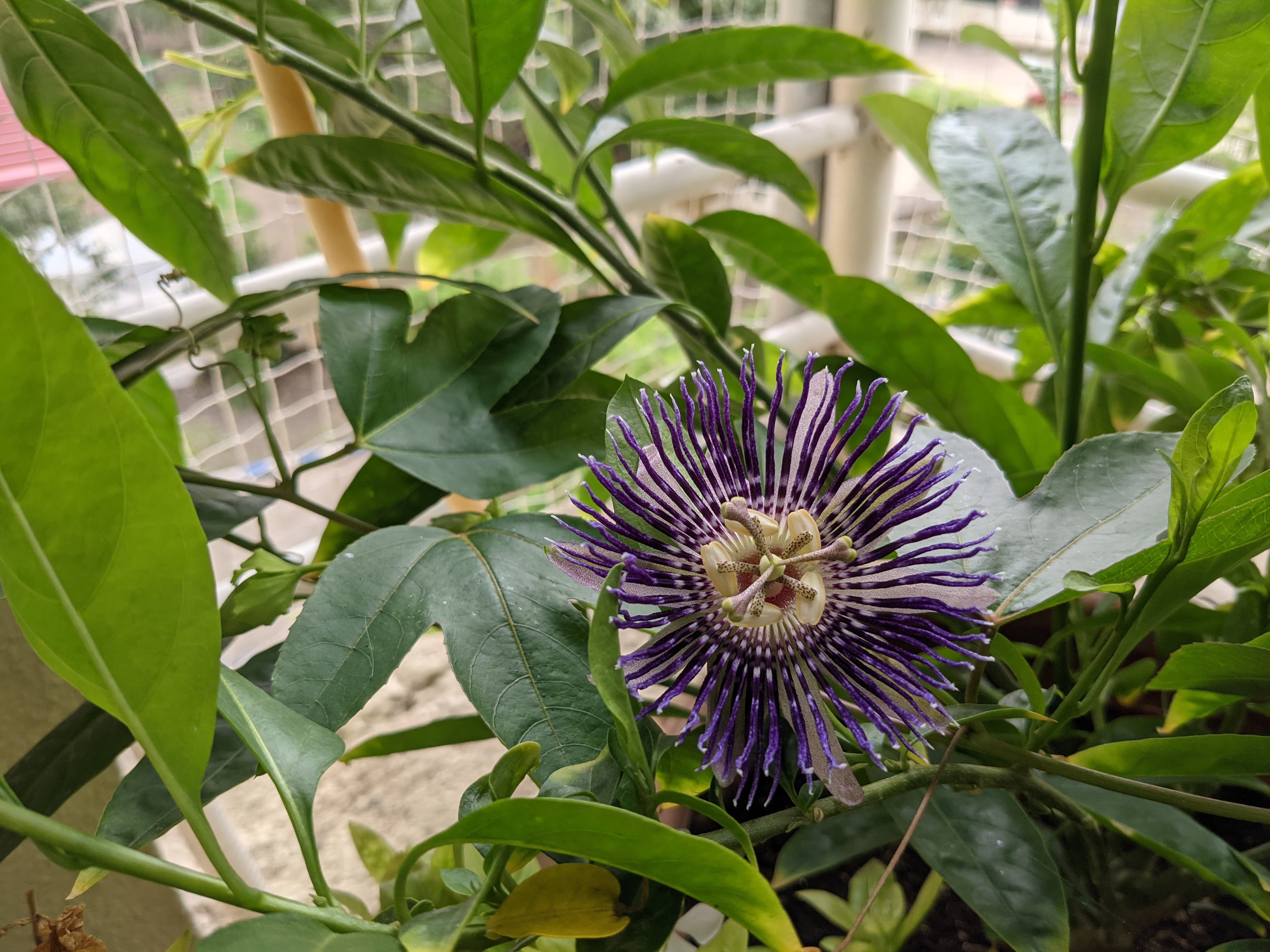 Home Gardening 12