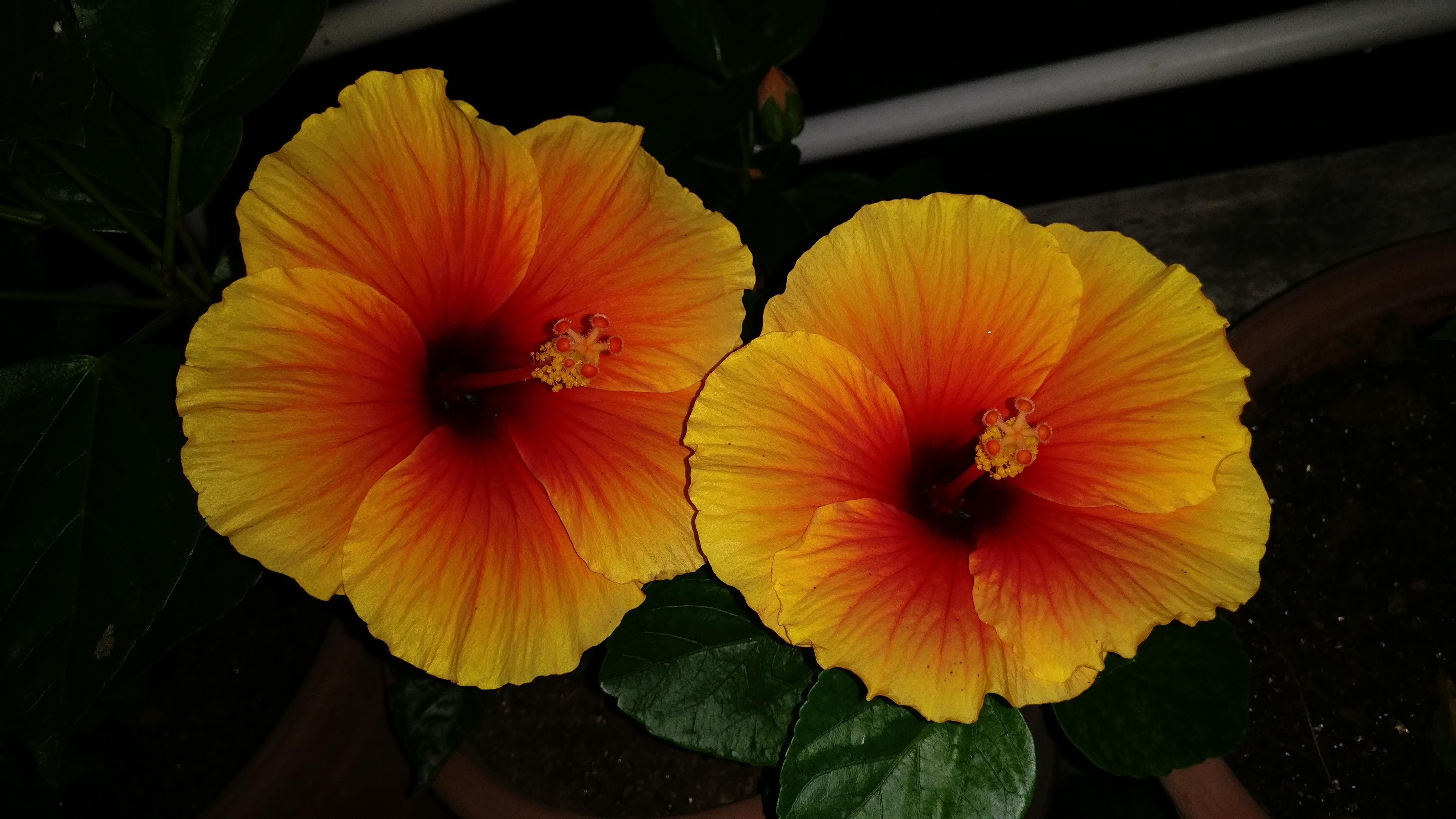 Home Gardening 2