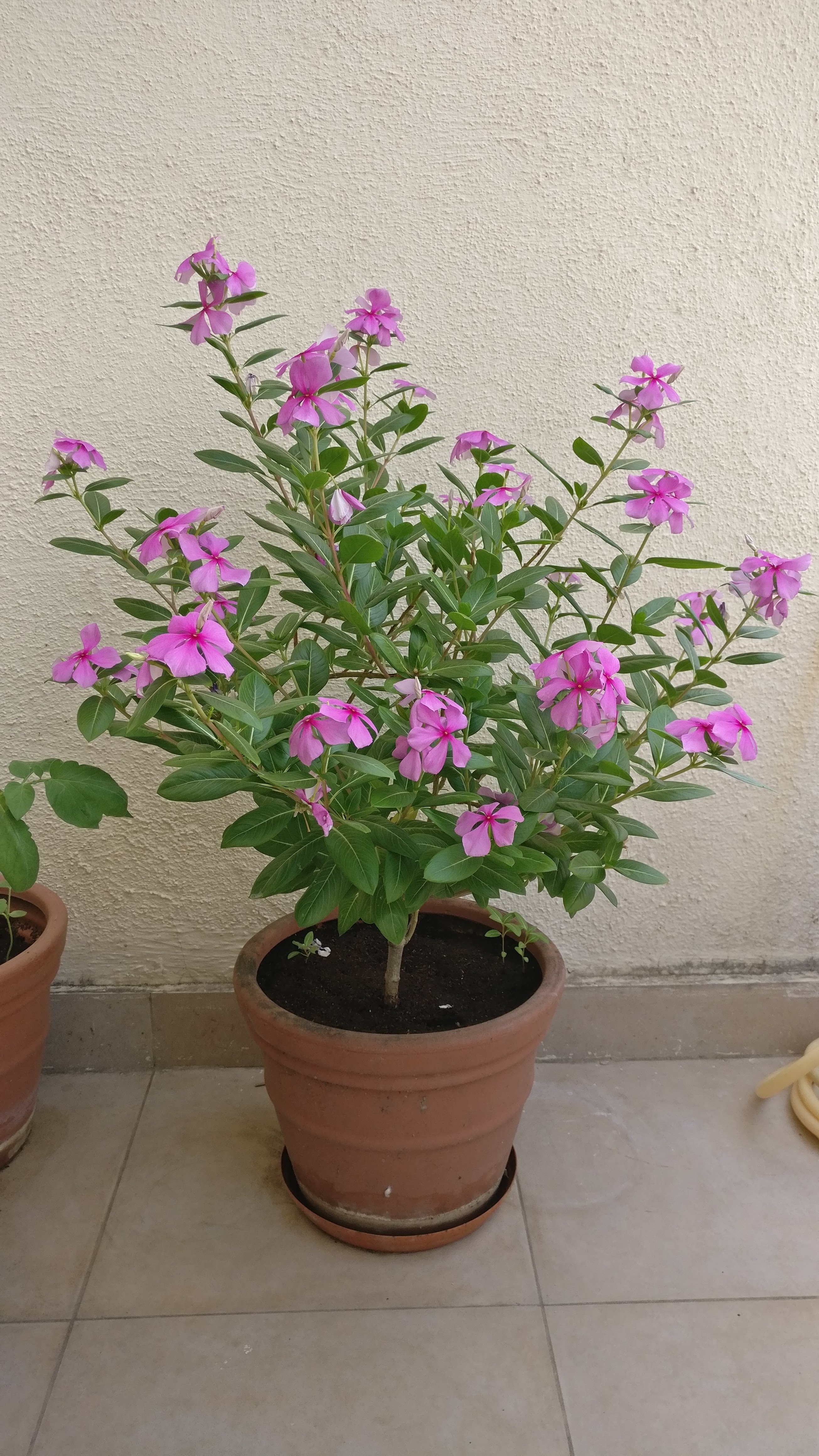 Home Gardening 7
